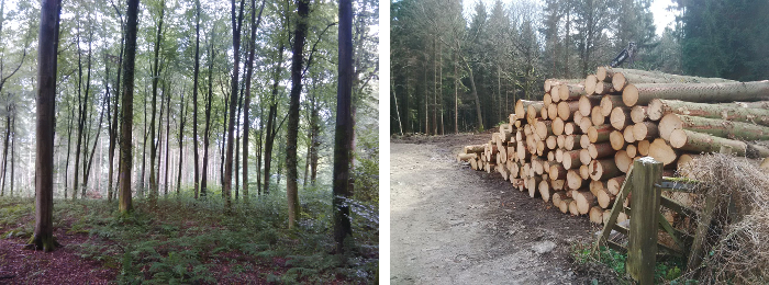 forestry management image